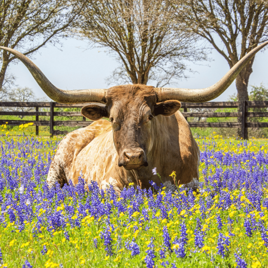 Image of a field near Killeen-Temple, Texas, a Service Area of A Plus Cremation