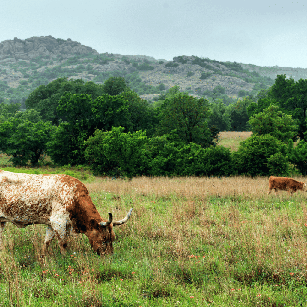 Image of Texas Longhorns in Liberty Hill, Texas, a Service area of A Plus Cremation